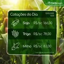 Cotações de grãos do dia 