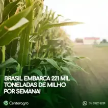 Brasil embarca 221 mil toneladas de milho por semana