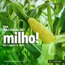 Dia Nacional do Milho